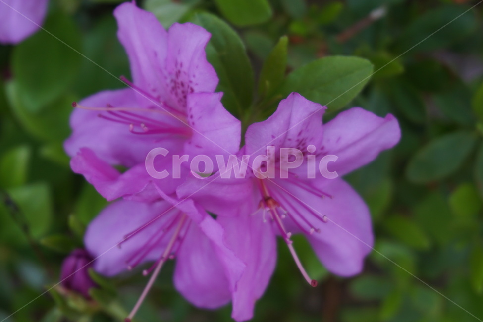 봄,철쭉,꽃,꽃잎,4월,녹색,연보라색,봄,계절,spring,season,식물,자연,plants,nature,꽃,flower,blossom,geranium,제라늄,plant