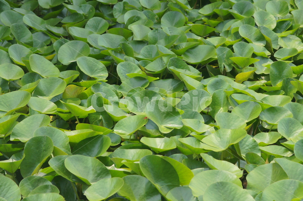 leaf,잎,식물,plant,green,식물,자연,plants,nature