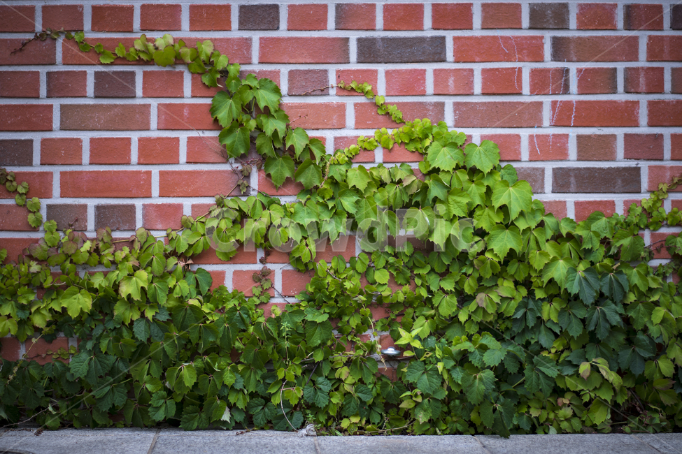 아이비,벽돌,레드,초록색,내추럴,식물,자연,plants,nature