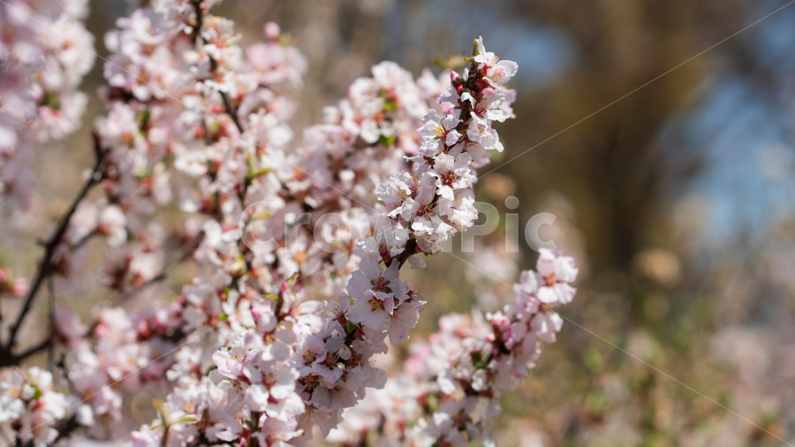 벚꽃,봄꽃,봄,자연,계절,season,spring,cherryblossoms,꽃축제,봄날,화려한,예쁜,핑크색,하얀색,파란색,파란하늘,flower,nature,garden,beautiful,공원,바탕,정원,봄하늘,나무,가로수