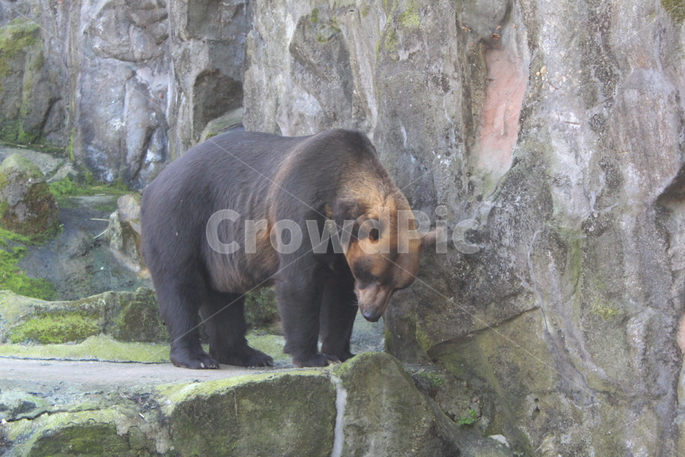 animal,동물,mammal,포유류,bear,야생동물,wildlife,곰,동물원,zoo,동물,animal,포유류,mammal