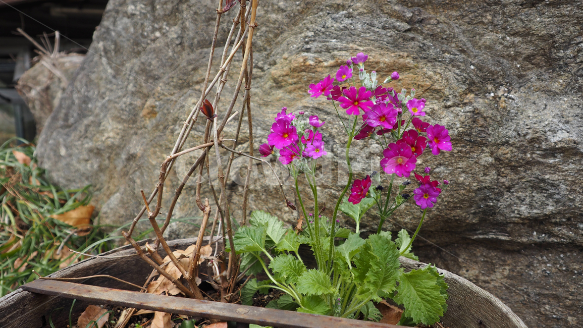 꽃,야생화,식물,blossom,flower,wildflower,plant,식물,자연,plants,nature,꽃,flower