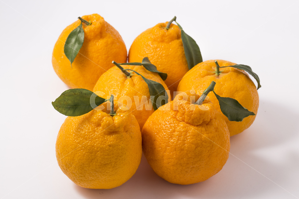 한라봉,과일,귤,감귤,오렌지,비타민,잎사귀,주황색,과일,열매,fruit