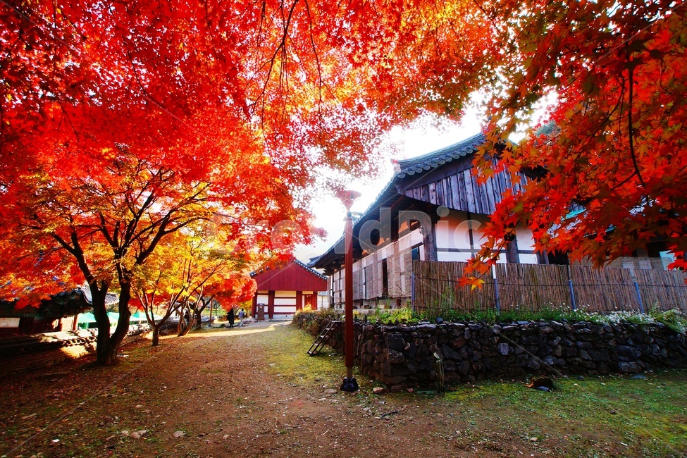 마곡사,사찰,단풍,유네스코,풍경,가을,계절,fall,autumn,season,한국전통,한국문화,korean traditional,korean culture,건축물,건물외관,exterior,building,structure,architecture,construction,tree,나무,maple,plant,식물,leaf,잎