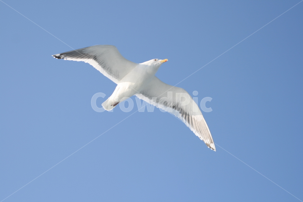 갈매기,flying,새,seagull,bird,동물,animal,동물,animal,조류,새,birds