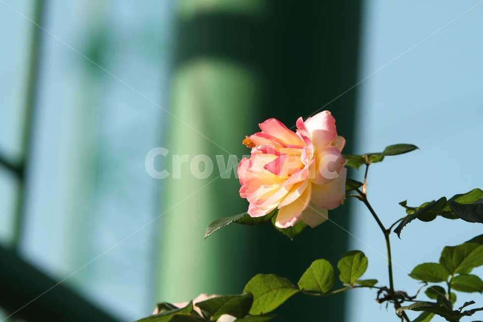 가을장미,장미,감성사진,장미꽃,식물,식물,자연,plants,nature,꽃,flower