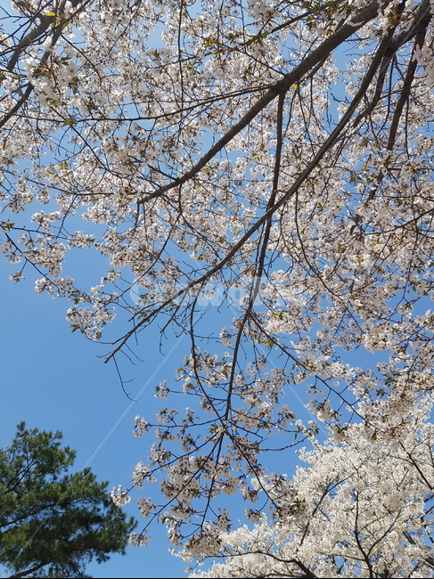 벚꽃,봄,벚꽃나무,꽃,cherryblossom,봄,계절,spring,season,plant,식물,flower,cherry blossom,blossom