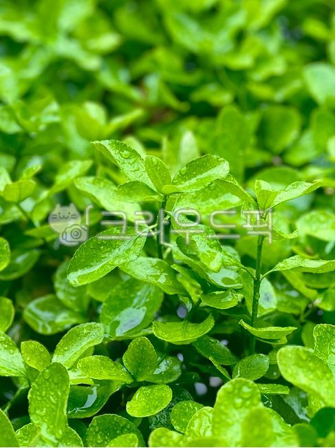 초록,연두색,청량한,산뜻한,자연,green,nature,빗방울,rain,rainyday