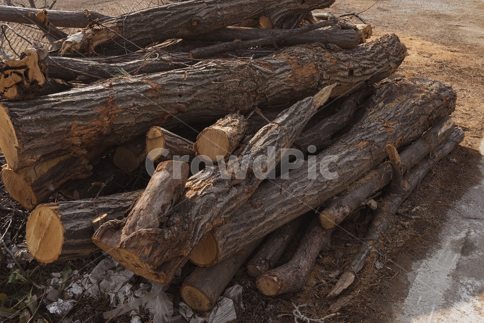 나무,wood,자연,nature,plant,식물,나무,trees,wood
