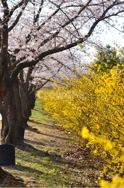 봄,벚꽃,개나리,식물,풍경,봄,계절,spring,season,자연,풍경,nature,landscape,plant,tree,나무,tree trunk,나무 줄기