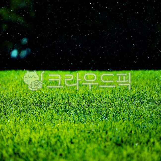 잔디,푸른색,푸른잔디,잔디밭,물방울,믈방울잔디,plant,식물,촉촉함,비오는날잔디밭,비오는잔디밭,비오는날,비,rain