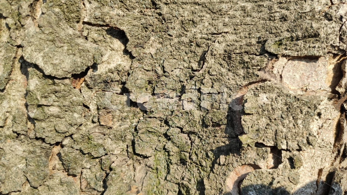 나무껍질,나무질감,식물,나무,plant,tree,bark,woodtexture,식물,자연,plants,nature,나무,trees,wood,텍스처,질감,패턴,texture,pattern