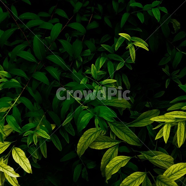 잎,식물,잔잔과,꽃,어두운,오리지날,식물,자연,plants,nature