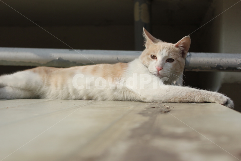 고양이,cat,길냥이,길고양이,야옹이,동물,animal,포유류,mammal,고양이,cat,kitten,kitty