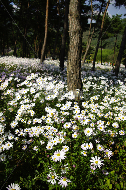 나무,숲,구절초,꽃,풍경,식물,flower,plant