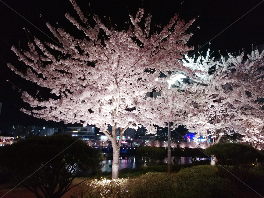 벚꽃,밤벚꽃,벚꽃나무,벚꽃구경,봄,봄꽃,봄벚꽃