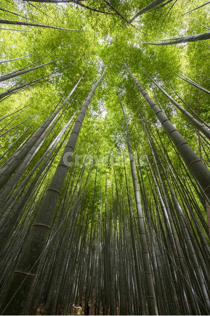 대나무,대나무숲,숲,tree,나무,자연,풍경,nature,landscape,식물,plants,나무,trees,wood,plant