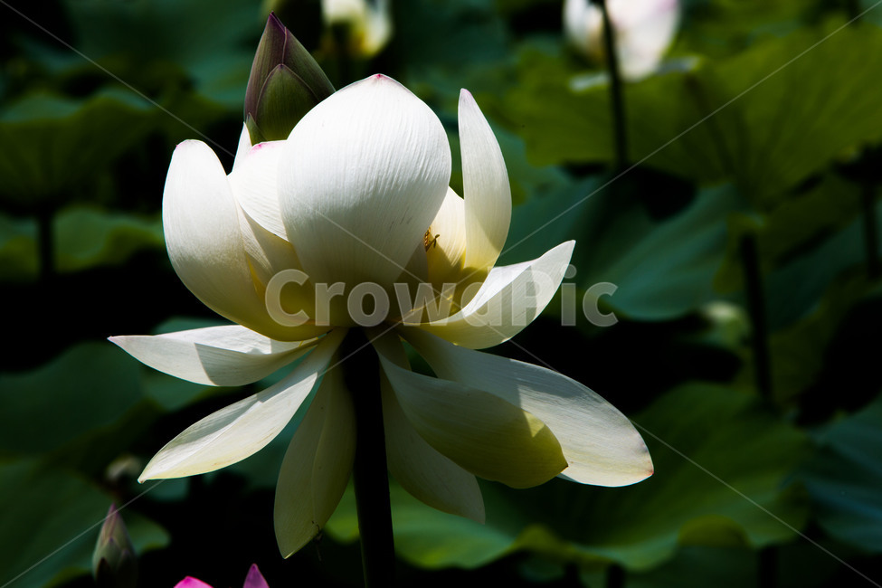 연꽃,연잎,문양,무늬,감성,식물,자연,plants,nature,꽃,flower