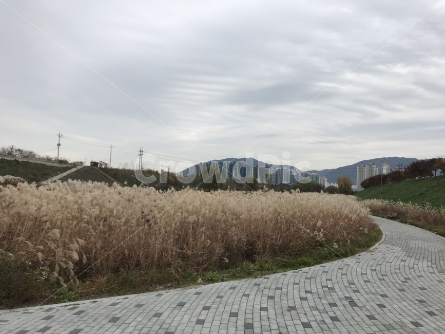 갈대,산책로,갈대밭,자전거길,억새