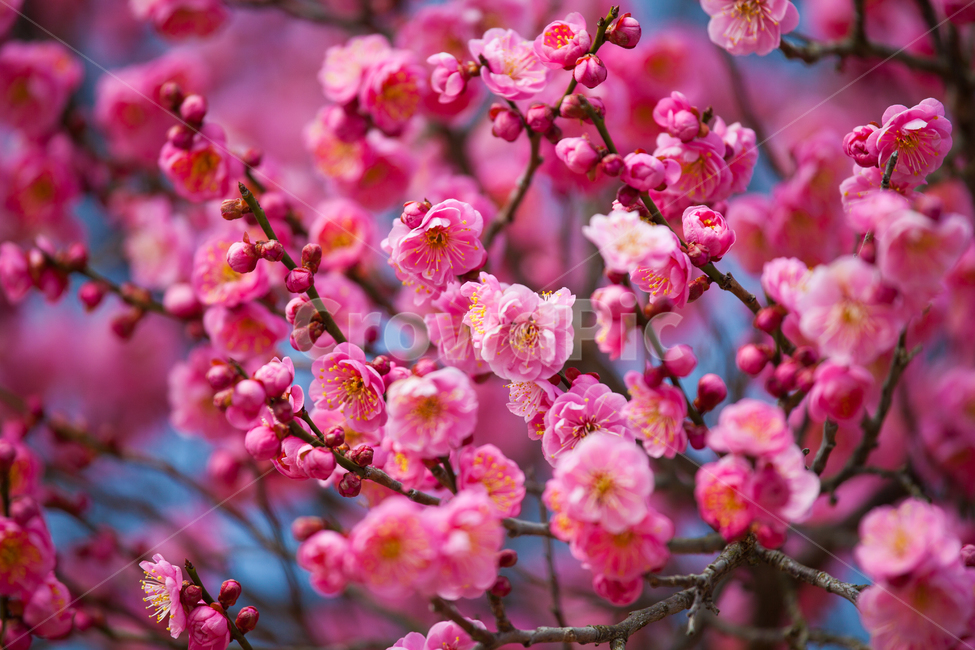홍매화,식물,꽃,봄,flower,plant,식물,자연,plants,nature,꽃,flower