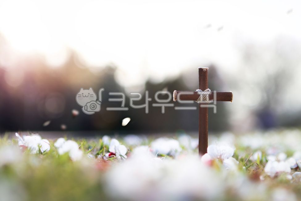 trust,Easter,beam,forest,Cherry Blossom,death,father,church,Bible,bright,faith,pray,spring,hardship,Worship,petal,Jesus,The Cross,Holy Ghost,plum blossom,falling,pain,Catholic,holy,Cathedral,Passion Week,Jesus Christ,Passion Lord,resurrection,flower,relig