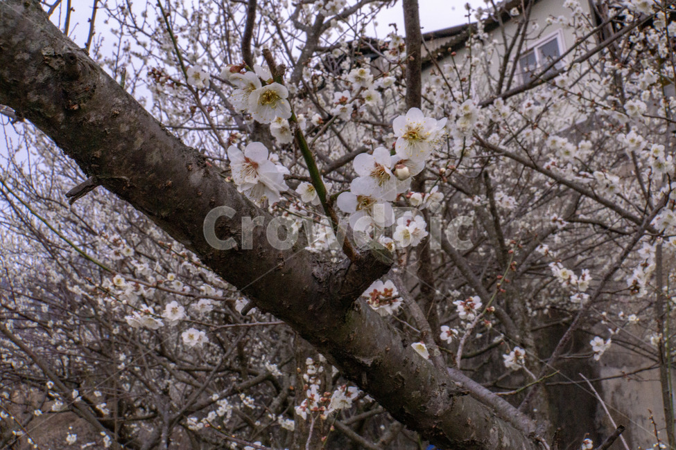 매화,매화꽃,봄꽃,봄,나무,계절,매화나무,꽃,풍경,봄,계절,spring,season,식물,자연,plants,nature,꽃,flower,plant,blossom
