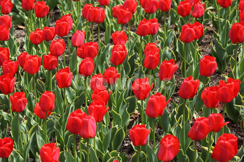 튤립,백합과,꽃,구근초,tulip