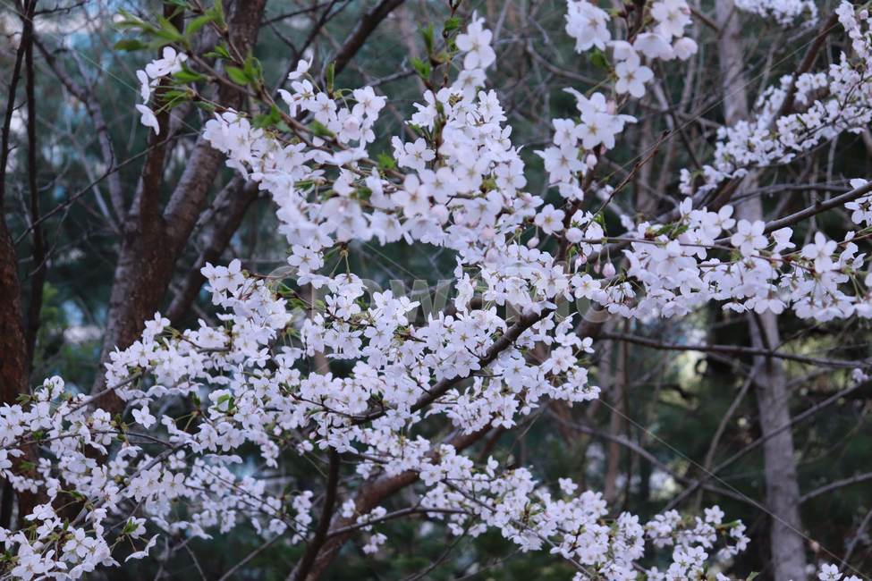 plant,식물,벚꽃,cherryblossom,봄,spring,flower,꽃