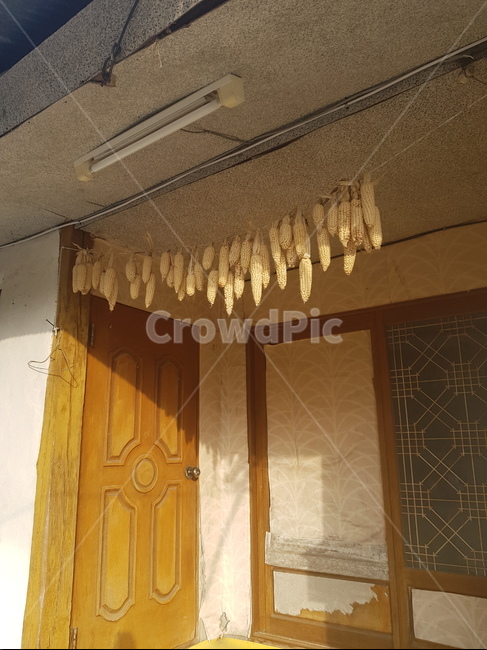 할머니집,옥수수,시골집문,countryhouse,corn,시골풍경