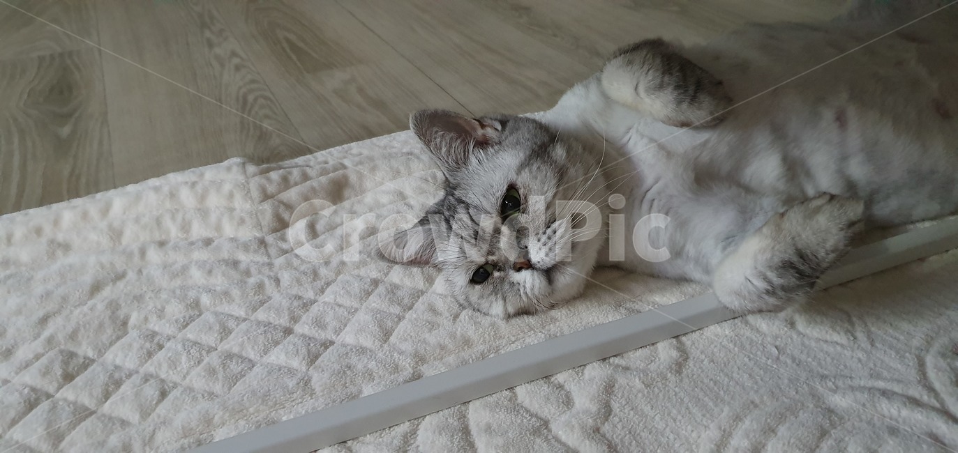 고양이,아메리칸숏헤어,집고양이,cat,kitty