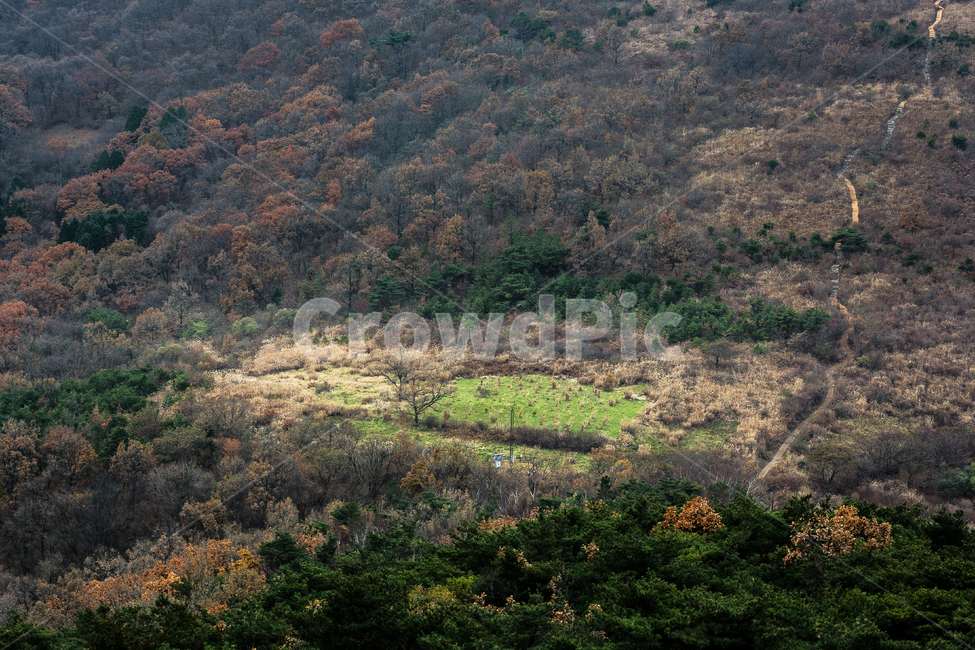 무등산,나무,숲,산길,산,억세,가을,계절,fall,autumn,season,자연,풍경,nature,landscape,한국자연풍경,한국자연경관,korea nature landscape,outdoors,옥외