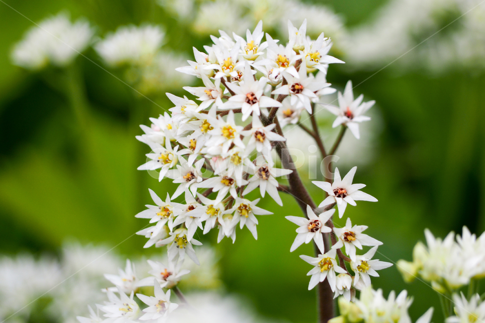 자연,꽃,흰색,들꽃,nature,flowers,white,wildflowers,접사,클로즈업,closeup,식물,자연,plants,nature,꽃,flower