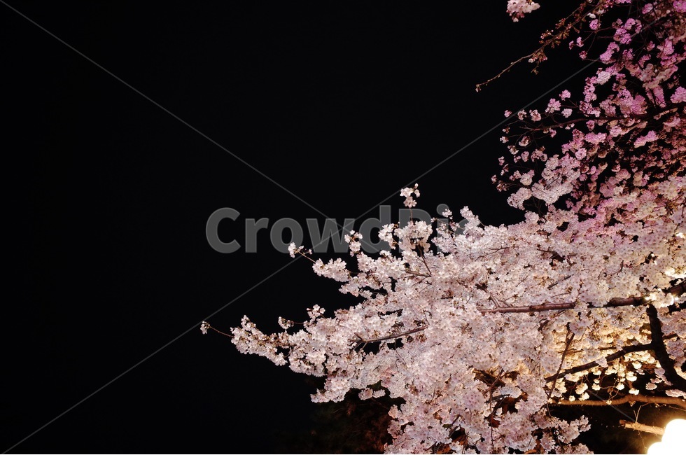벚꽃,봄,꽃,야경,3월,불빛,봄,계절,spring,season,야경,밤,풍경,nightscape,night,landscape,식물,자연,plants,nature,꽃,flower,plant,blossom