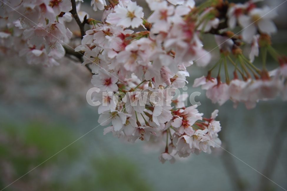 벚꽃,섬진강,자연,풍경,봄꽃,봄,계절,spring,season,식물,자연,plants,nature,꽃,flower,plant,blossom