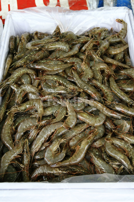 새우,생새우,자연산,수산시장,대하,가을,시장,마트,마켓,market,mart,market place,음식,식재료,요리,food,cook,meal,dishes,food reserves,수산물,해산물,fishery products,seafood