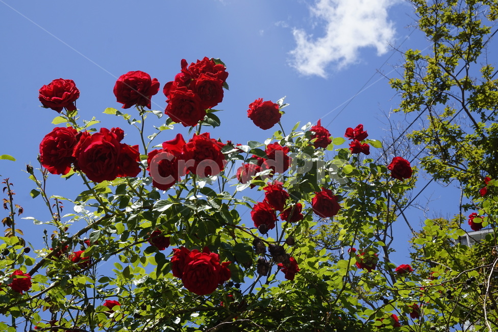 빨간장미,꽃,장미축제,정원,장미,장미덩쿨,장미들,rose,garden,빨간색,하늘