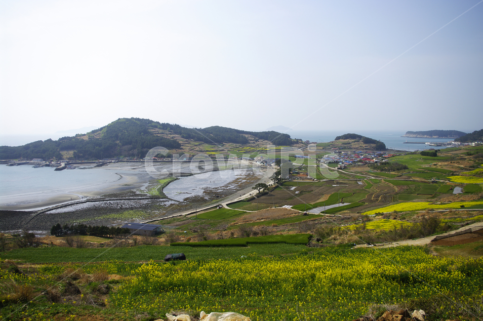 유채꽃,꽃밭,꽃,flower,계절,봄,spring,하늘,구름,마을,산,밭,시골,청산도,섬,바다,풍경,봄,계절,spring,season,시골,마을,풍경,landscape,country,rural,town,nature,자연,outdoors,옥외,grassland,목초지,field,들,scenery