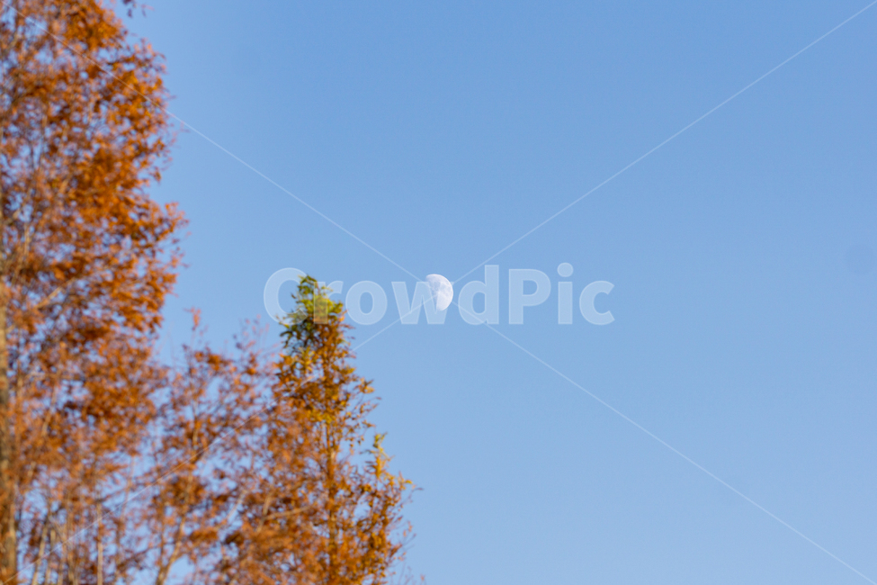 달,하늘,나무,풍경,감성,가을,계절,fall,autumn,season,자연,풍경,nature,landscape,tree,plant,식물