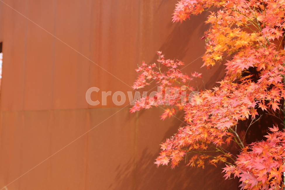 가을,가을소경,당풍,석류,자작나무,단풍,보라,ㅂ빨강,단풍나무,가을,계절,fall,autumn,season,leaf,잎,plant,식물,tree,나무,maple