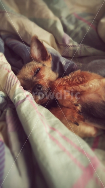 강아지,반려견,편안함,따뜻함,낮잠,요크셔테리어,동물,animal,개,강아지,dog,doggy,포유류,mammal