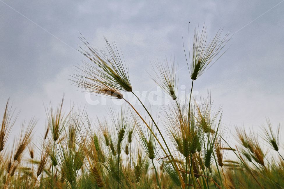 보리,청보리,청보리수확,청보리재배,하늘보리,식물,자연,plants,nature