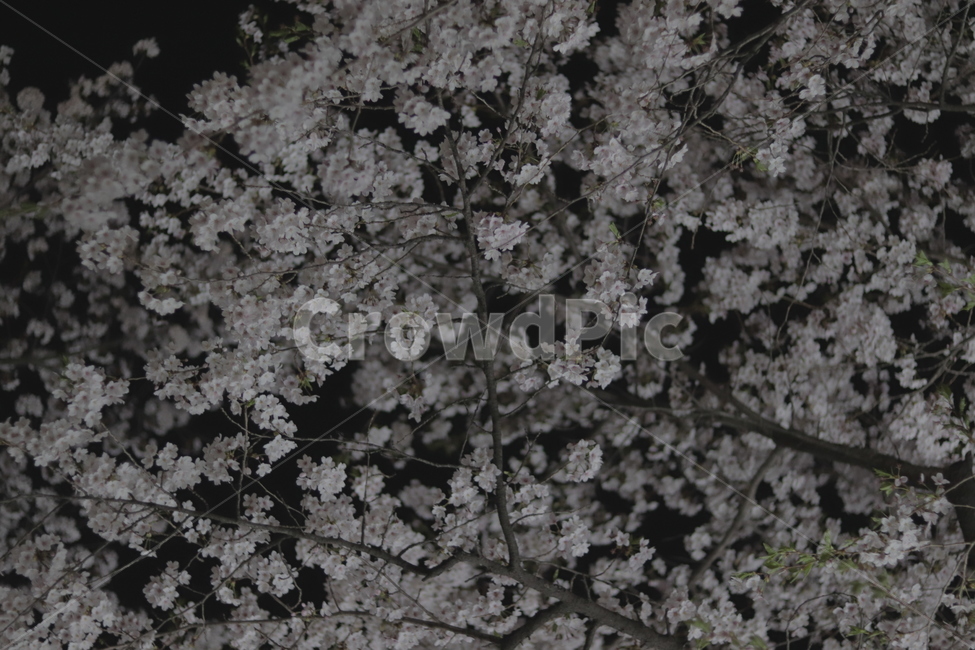 야경,야간벚꽃,벚꽃축제,벚꽃,꽃,식물,자연,plants,nature,꽃,flower,나무,trees,wood