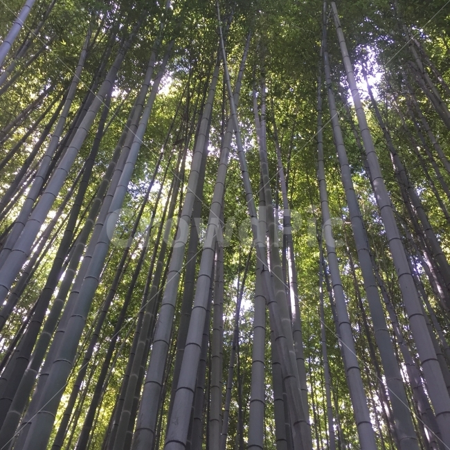 대나무,하늘,키,잎,줄기,식물,자연,plants,nature,나무,trees,wood,휴식,힐링,rest,relaxation,healing