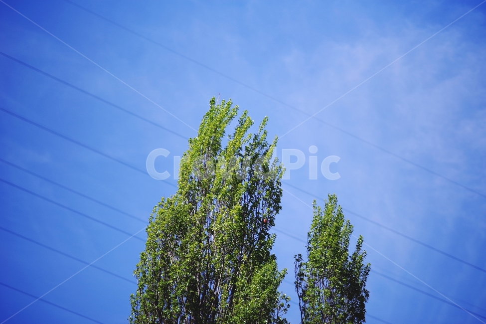 나무,하늘,숲,봄,자연,sky,tree,blue,여름,summer,nature,천고마비,감성,감성사진,식물,자연,plants,nature,나무,trees,wood