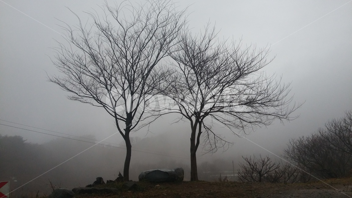mountain,The day after the rain,tree,stillness,silence,Fog