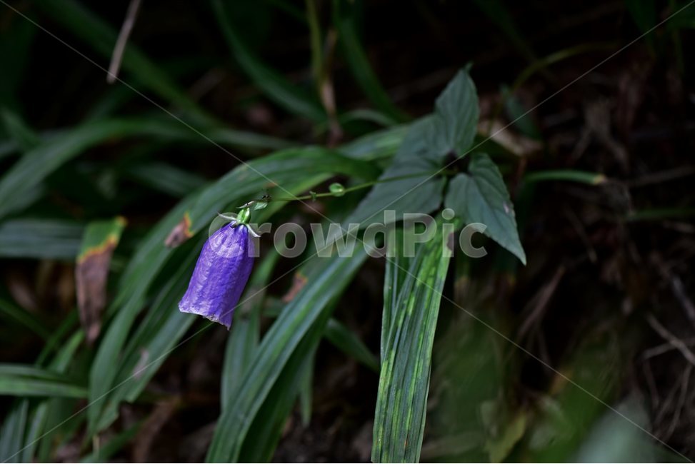 금강초롱꽃,야생화,식물,자연,꽃,생태,힐링,플라워,wildflower,flower,plants,nature,season,감성,느낌,emotion,feeling,여름,여러해살이풀,초롱꽃과,금강초록꽃속,자주색,식물,자연,plants,nature,꽃,flower