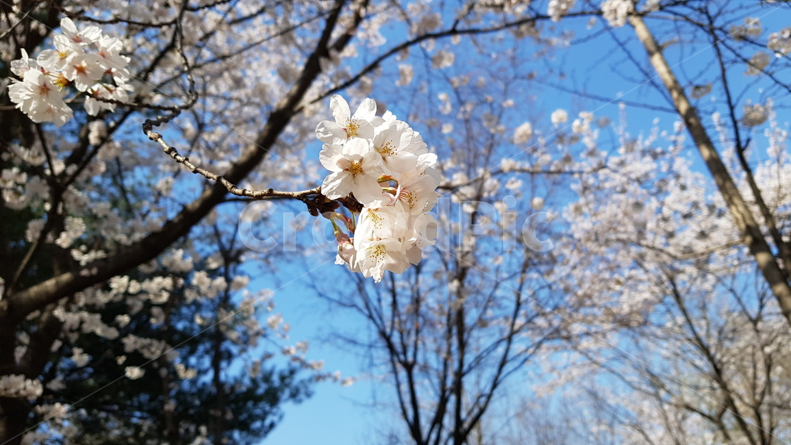 꽃,벚꽃,봄,봄날,공원,이쁨