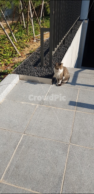 고양이,도둑고양이,길고양이,길냥이,도시,자연,콘크리트,동물