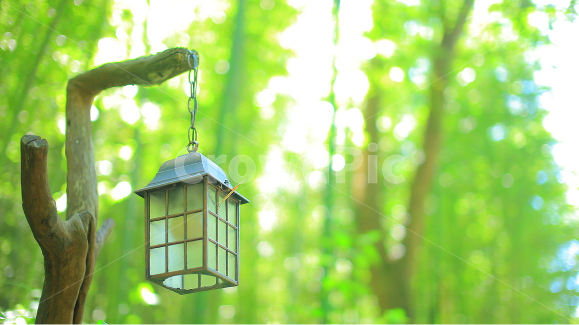 등,공원,나무,숲,풍경,자연,풍경,nature,landscape