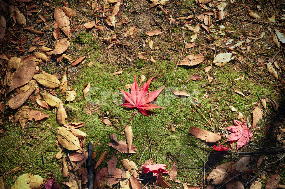 잎,식물,낙엽,풍경,plant,가을,계절,fall,autumn,season